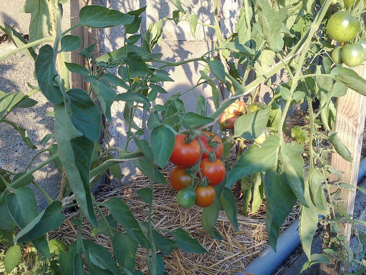 APPLES ON TREE