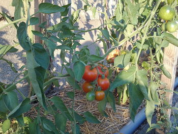 Fruits growing on tree