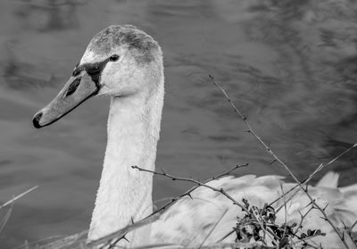 Close-up of swan by lake