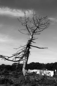 Bare tree on field against sky