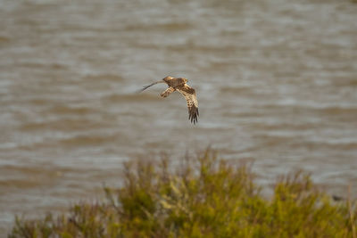 Bird flying over sea