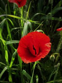 Close-up of red poppy blooming outdoors