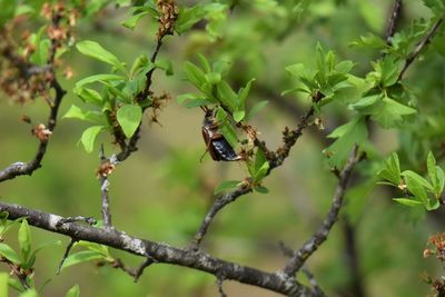 Close up of a beetle on tree