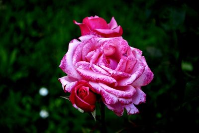 Close-up of pink rose