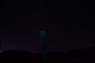 Silhouette trees against star field at night