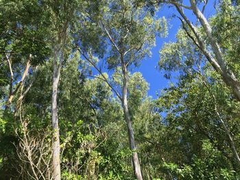 Low angle view of trees against sky