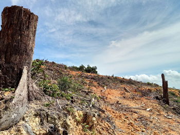 Plants growing on land against sky