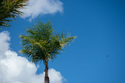 Low angle view of palm tree against blue sky