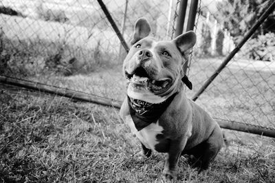 Portrait of dog on field