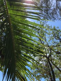 Low angle view of coconut palm tree against sky