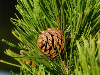 Close-up of pine cone