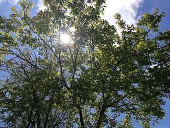 Low angle view of tree against sky on sunny day