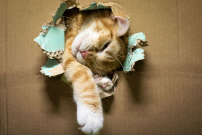 Close-up of cat lying on floor