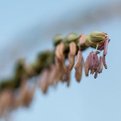 Close-up of dried growing on plant against sky