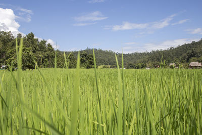 Close up to vivid green rice field under a blue sky with white clouds