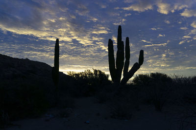 Cactus growing on field against sky during sunset