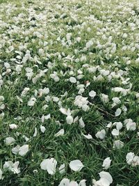 Full frame shot of white flowers in field