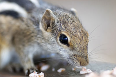 Close-up of squirrel