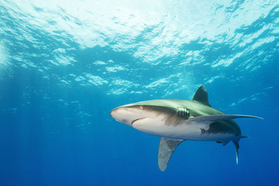 Close encounter of a oceanic white tip shark at cat island bahamas