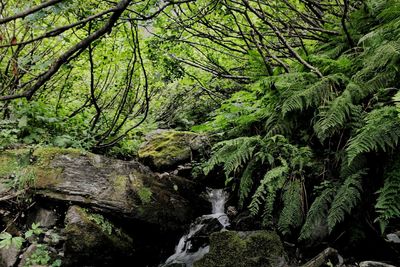 Scenic view of waterfall in forest