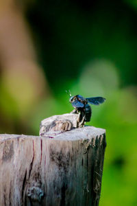 Close-up of bird perching on wooden post