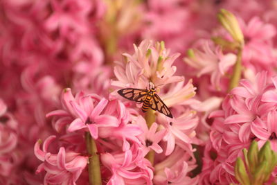 Hyacinths are floral plants with spherical bulbs