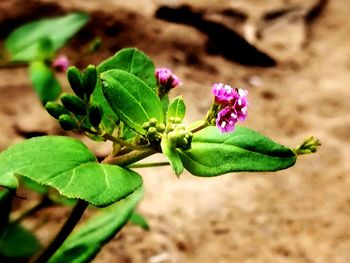 Close-up of insect on plant