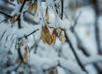 Close-up of icicles hanging on tree during winter