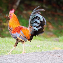 Close-up of rooster on land