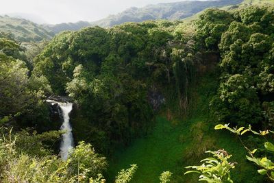 Scenic view of waterfall in forest