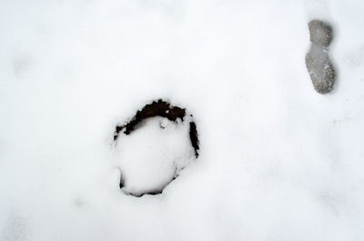 Close-up of animal on snow