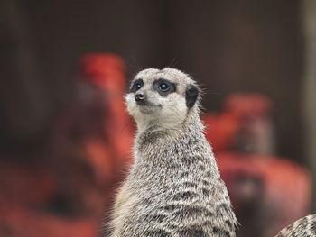 Close-up of an animal