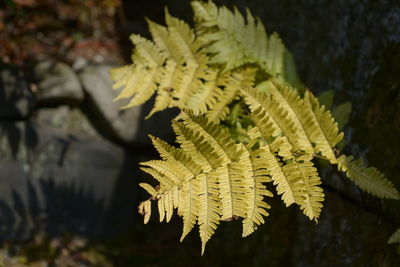 Close-up of fresh yellow leaves