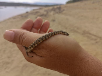 Close-up of hand holding snake