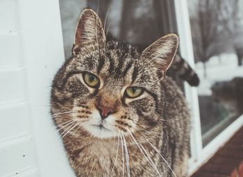 Close-up portrait of a cat