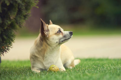 Close-up of chihuahua looking away while sitting on grassy field at park