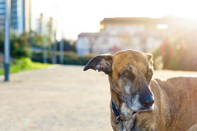 Close-up portrait of dog