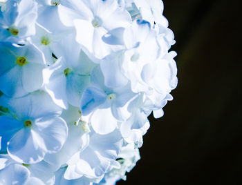 Close-up of flowers against blue sky