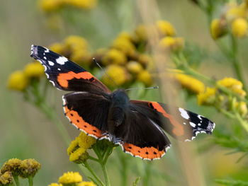 Close-up of butterfly pollinating on flower
