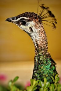 Close-up of a bird looking away