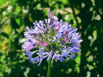 Close-up of purple flowers