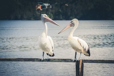 Birds perching on sea shore