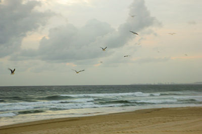 Birds flying over sea against sky