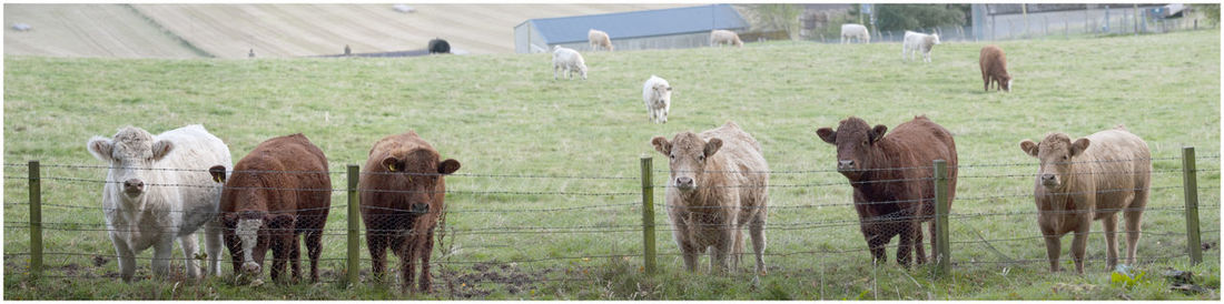 View of sheep on field