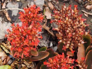 Close-up of red flowering plant