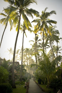 View of trees on landscape against clear sky