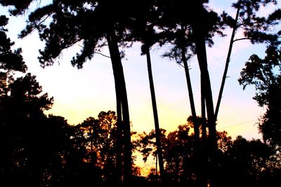 Low angle view of silhouette trees against sky