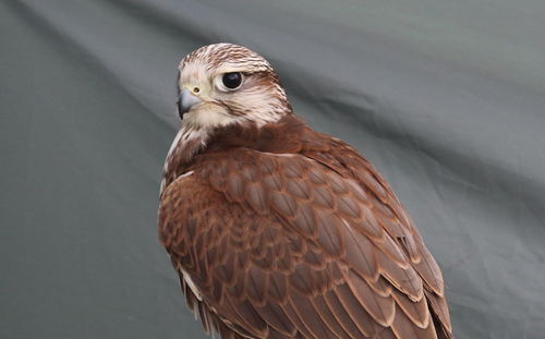 Hawk eye
close-up of a bird looking away