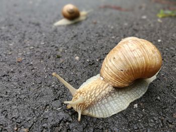 Close-up of snail