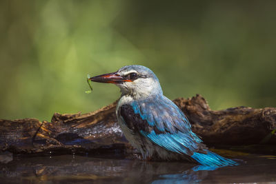 Close-up of bird perching on a lake